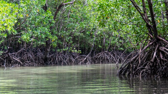 mangroves-5205415_1920