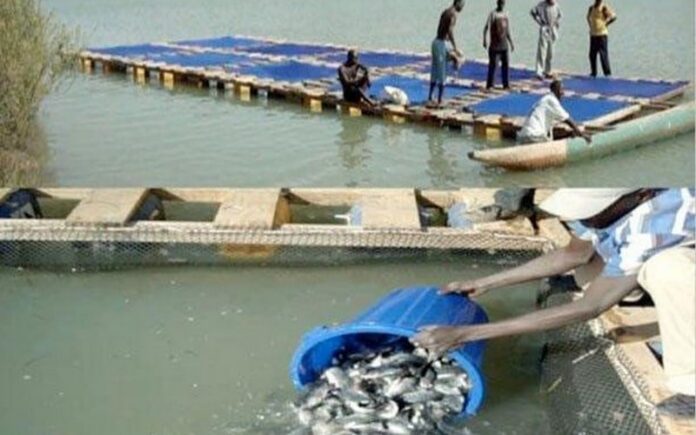Pisciculture-–-Senegal-Les-premiers-poissons-du-projet-ANA-sortis-des-bassins-de-Sinthiou-Bamambe