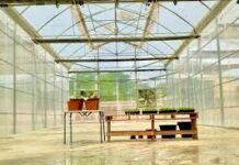 Recherche agricole et sécurité alimentaire : CIMMYT installe une nouvelle serre à Bambey