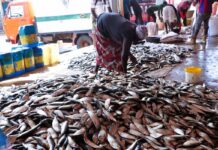 Pourquoi la pêche artisanale est un pilier de la souveraineté alimentaire en Afrique