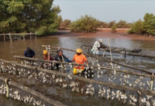 Filière coquillage au Sénégal : les leçons apprises du projet STDF -FAO
