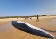 Un rorqual de Bryde échoué à Mboro ! Et si on parlait de l’impact réel de nos projets offshore ?