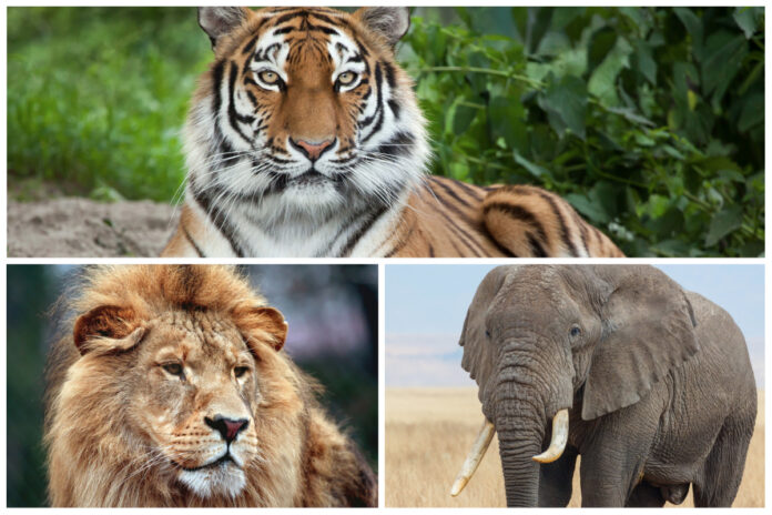 animaux