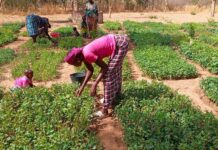Campagne agricole 2026/2027 : le CNCR, l’agriculture familiale et la souveraineté alimentaire