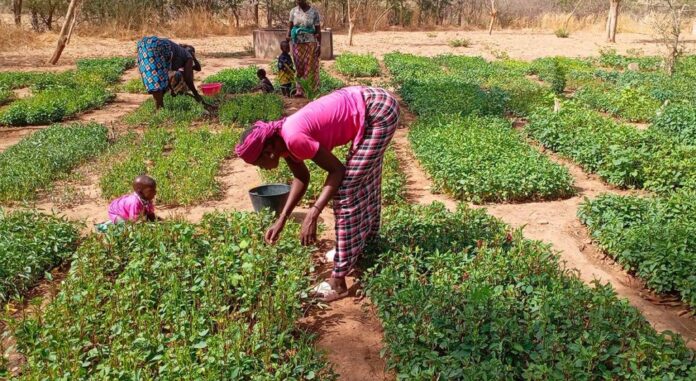 2025-04-16-Senegal-Dawady-Entretien-jardin-des-femmes-bdf2-1024x560