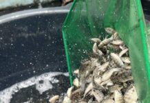 Empoissonnement de fermes aquacoles : la région de Thiès a été à l’honneur durant le mois de juillet