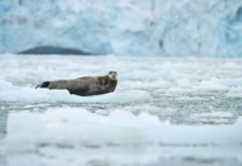 L’administration Trump annule une étude sur l’Arctique, les chercheurs dénoncent une nouvelle attaque contre la science du climat aux Etats-Unis