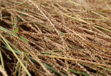 Fonio : Une céréale importante pour la nutrition, la résilience climatique et la sécurité alimentaire en Afrique
