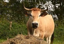 Faut-il réellement moins manger de viande, y compris lorsqu’il s’agit de vaches élevées à l’ancienne sur des prairies naturelles ?
