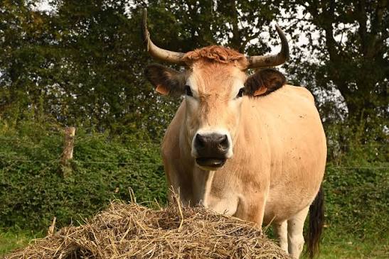 VACHE