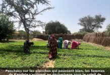 Dans les Niayes, le bissap offre une alternative aux difficultés du maraîchage