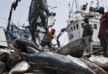 Pêche démersale côtière : La CONAPED appelle à l’abrogation de l’arrêté du 30 avril 2026