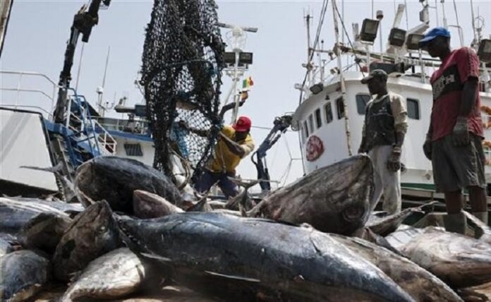 Tuna Loaded in Dakar