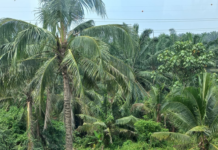 Huile de palme : en Malaisie, le coût de la certification pèse lourd sur les petits producteurs